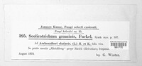 Graminopassalora graminis image